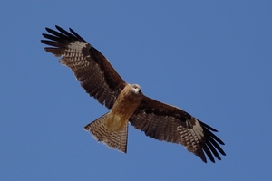 DSC_6523c.jpg