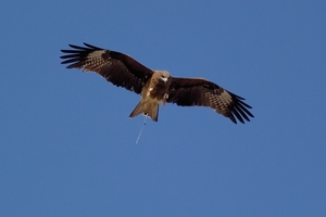 DSC_6557c.jpg