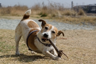 DSC_6562cc.jpg