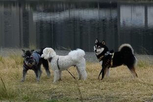 DSC_6597c.jpg