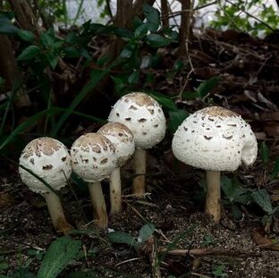 DSC_6614c.jpg