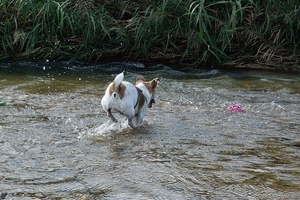 DSC_6690c.jpg