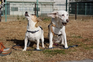 DSC_6755c.jpg