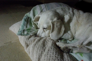 DSC_6816c.jpg