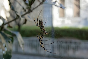 DSC_6827c.jpg