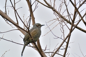 DSC_6859c.jpg