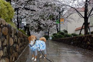 DSC_6903c.jpg
