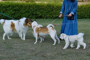 DSC_6917c.jpg