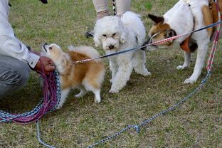 DSC_6931c.jpg