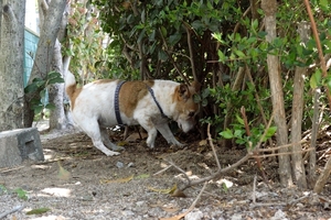 DSC_6960c.jpg