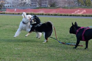 DSC_6991c.jpg