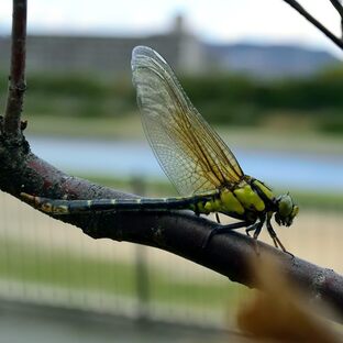 DSC_7026c.jpg