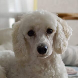 DSC_7136c.jpg