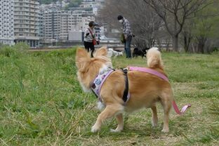 DSC_7223c.jpg