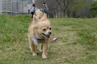 DSC_7227c.jpg