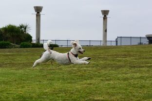 DSC_7401c.jpg