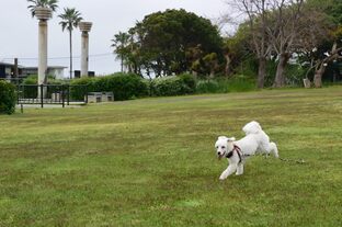 DSC_7410c.jpg
