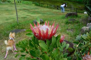 DSC_7441c.jpg