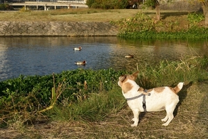DSC_7453c.jpg