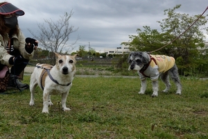 DSC_7468c.jpg