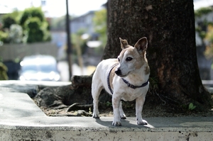 DSC_7483c.jpg