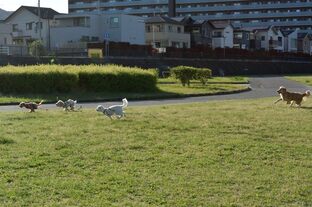 DSC_7521c.jpg