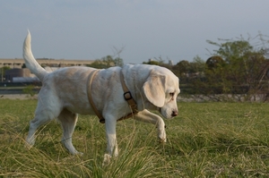 DSC_7547c.jpg
