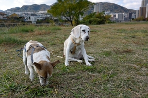 DSC_7604c.jpg