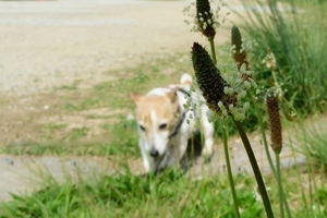 DSC_7628c.jpg