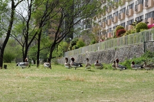 DSC_7662c.jpg