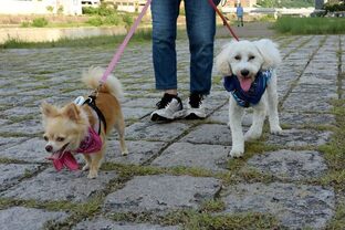 DSC_7685c.jpg