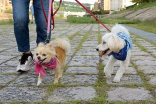 DSC_7696c.jpg