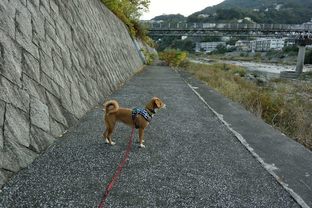 DSC_7768c.jpg