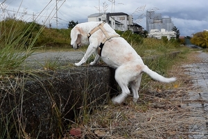 DSC_7825c.jpg