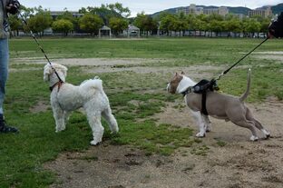 DSC_7952c.jpg