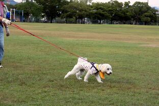 DSC_7975c.jpg