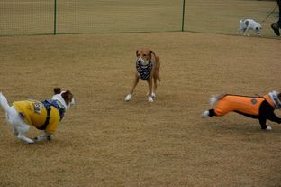 DSC_7998c.jpg