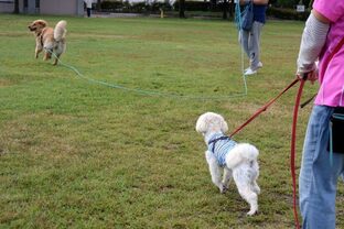 DSC_8061c.jpg