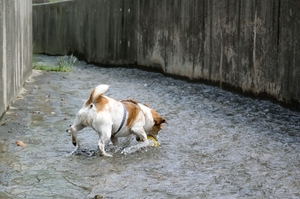 DSC_8066c.jpg