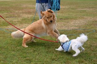 DSC_8088c.jpg