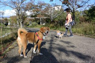 DSC_8100c.jpg