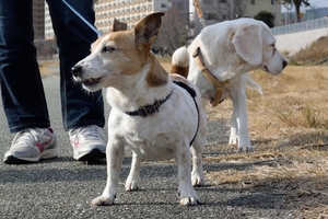 DSC_8148c.jpg