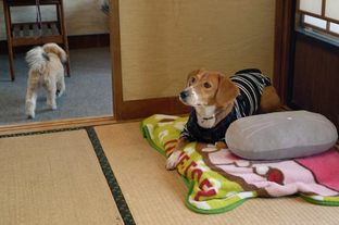 DSC_8156c.jpg