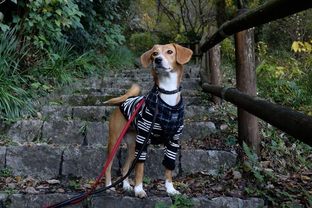 DSC_8165c.jpg