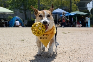 DSC_8255c.jpg