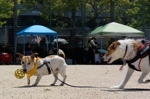 DSC_8257c.jpg