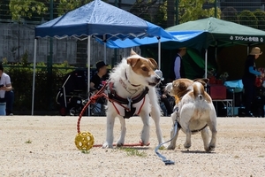 DSC_8260c.jpg