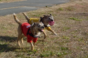 DSC_8265c.jpg