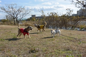 DSC_8293c.jpg