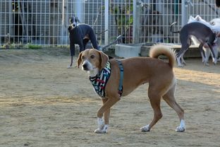 DSC_8333c.jpg